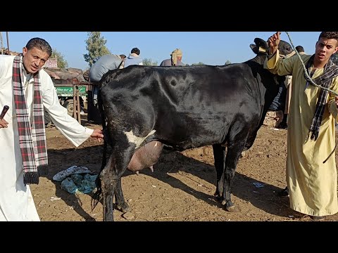 الان من سوق البقر الوالد أعرف اسعار البقر اليوم من سوق تلا محافظة المنوفية