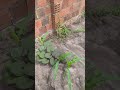 MILHO CRESCENDO! #Agro #agricultura #plantaçãodemilho