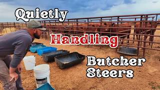 Quietly Feeding the Butcher Steers | Custom Beef Finishing