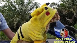 KUCING OREN KELILING KAMPUNG PAMER BAJU BARUNYA