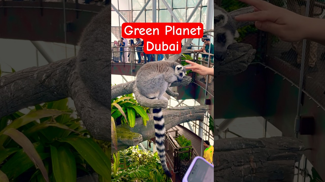 Touching a Lemur 🐒 at Dubai Green Planet 