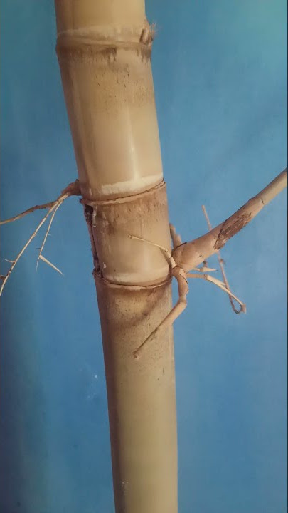 bambu petuk asli bukan kaleng kaleng,,,,