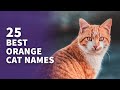 25 best orange cat names cute orange cat ideas