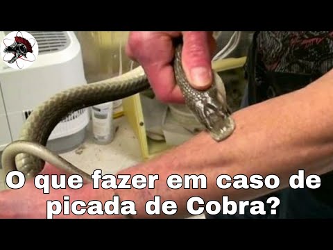 Vídeo: Picadas De Cobras Venenosas - Primeiros Socorros Para Picadas De Cobra / Víbora