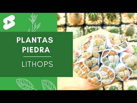 Video: Lithops Care: consejos para cultivar piedras vivas