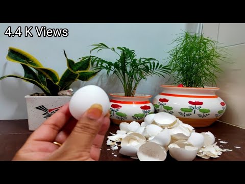 How to make eggshell Fertilizer|Organic Fertilizer|Best fertilizer for plants