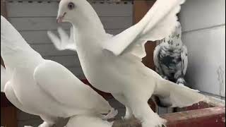 Голуби Tauben Pigeons  Германии Леонид