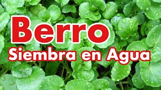 Cómo Plantar Berro (Watercress)