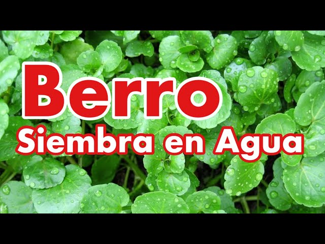 Cómo Plantar Berro (Watercress) class=