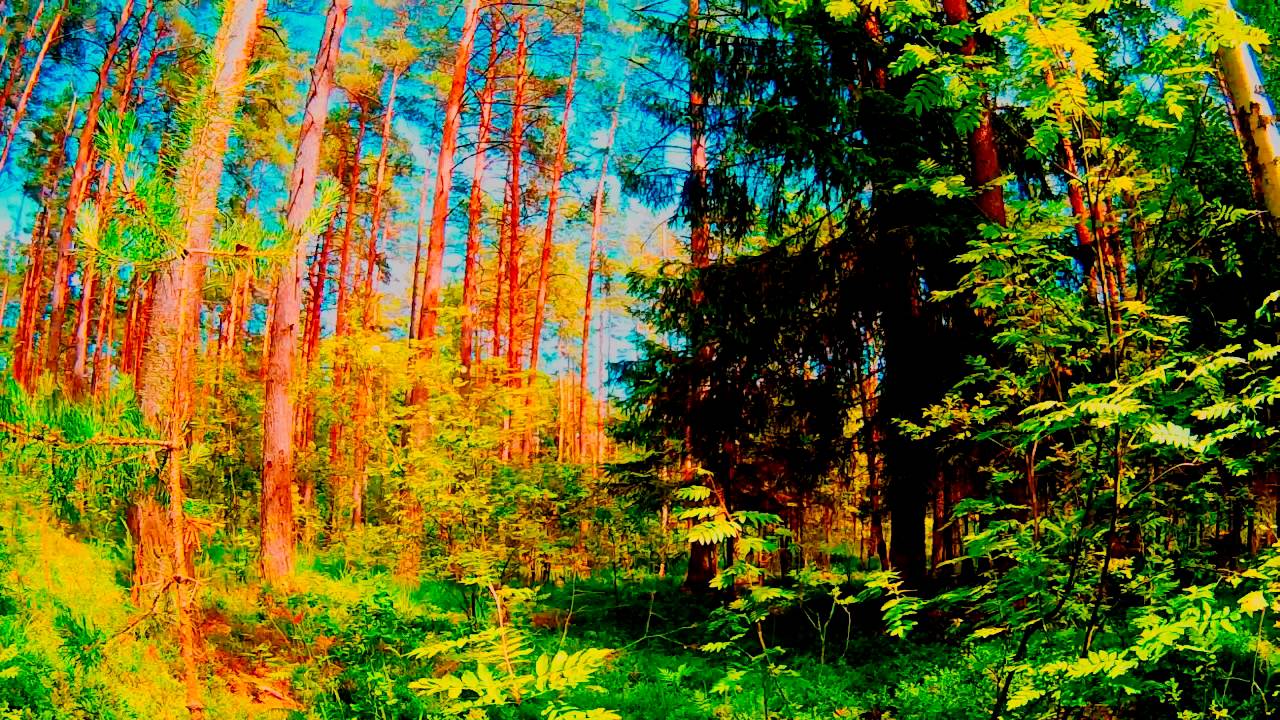 Живой звук леса. Лес звуки леса. Шум в лесу. Звуки осеннего леса. Звуки природы осенью.