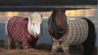 Shetland Ponies in Cardigans - VisitScotland