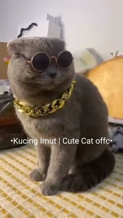 Kucing Lucu Bisa Pakai Kacamata Sendiri 😎🤓 || Funny Cats Can Wear Glasses Alone 😎🤓 #kucing #cat