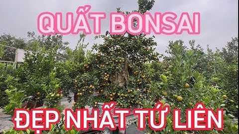VƯỜN QUẤT BONSAI, QUẤT THẾ LẠ ĐẸP NHẤT TỨ LIÊN - BÁO GIÁ QUẤT TẾT QUÝ MÃO 2023 - CHƠI TẾT SỚM