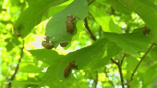 2 broods Cicadas emerge this year at the same time