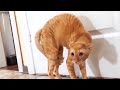 Funny Scaredy Cats Compilation!