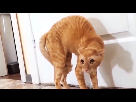 Funny Scaredy-cats giving themselves a fright compilation. #funny