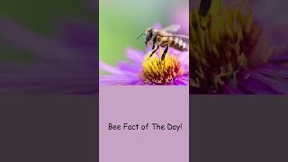 Bee Fact Of The Day Ellasartcloset 