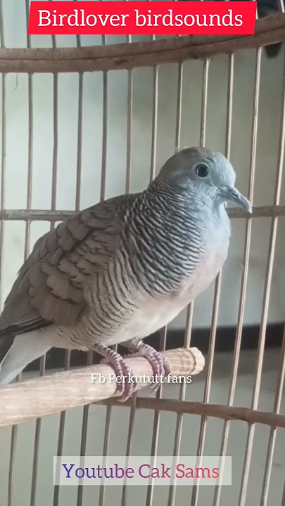 burung perkutut lokal alam manggung gacor buat masteran pancingan suara perkutut #perkutut #bird