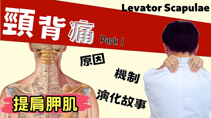 你还在低头吗？如果是的话，请你一定要认识这条肌肉...| 提肩胛肌 | levator scapulae | 肩甲挙筋 |No.06 - 天天要闻