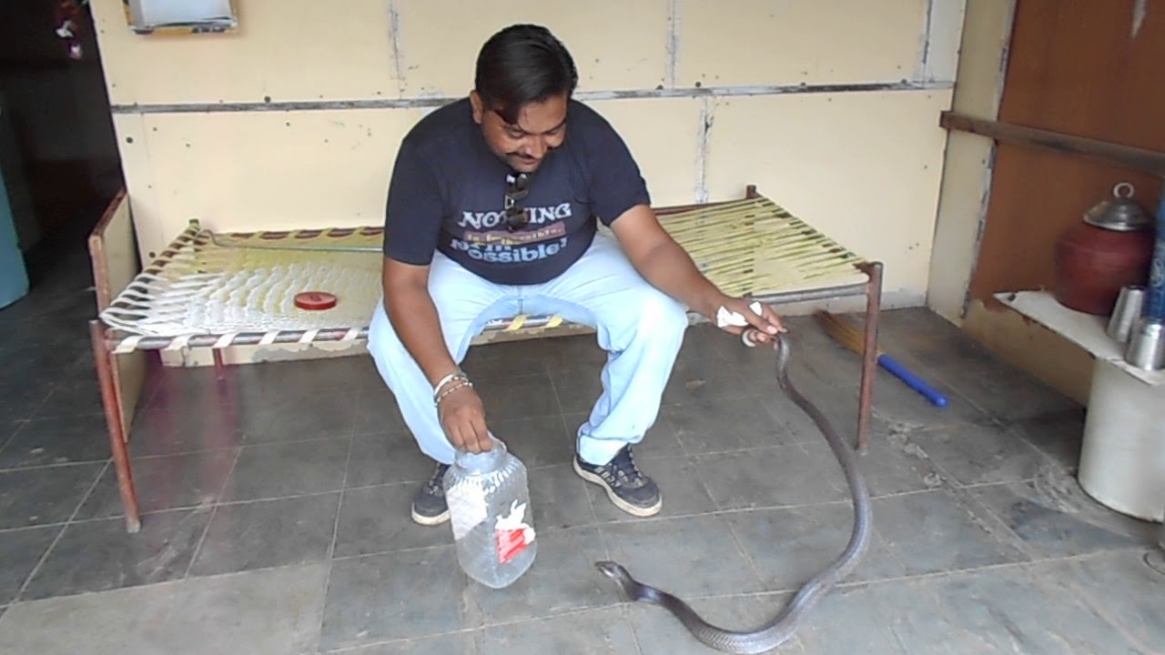 camera iphone 8 plus apk Cobra snake in manar ધ્યાન થી સાંભળજો ભાઈઓ