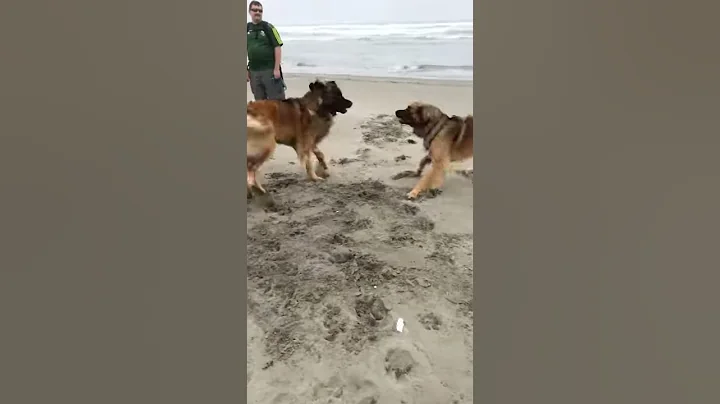 Half brothers on the beach