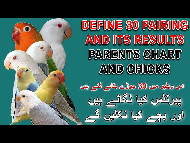 DISCUSS 30 PAIRING OF LOVEBIRDS MUTATIONS AND IT'S RESULTS | AA BIRDS INFORMATION class=