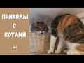 Смешные КОТЫ КОТИКИ КОТЯТА Приколы с животными #50