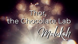 Thor the Chocolate Lab - Malukah - Official Lyric Video