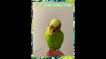 Budgie Amazing Calling Sound To Make Him Happy 