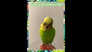 Thumbnail of Budgie amazing calling sound to make him happy!!!