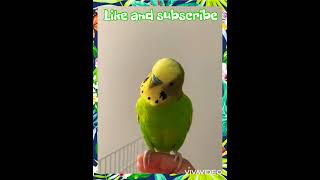 Budgie amazing calling sound to make him happy!!!