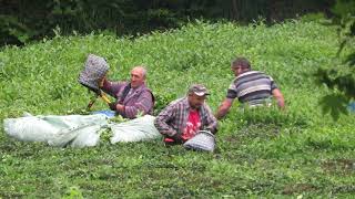 Çay Hasadı - Tea Harvest