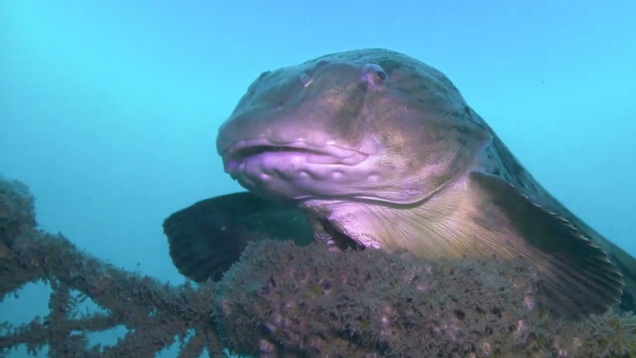 沖幻魚（おきげんげ）】クサウオの接岸～2022年12月 