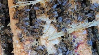 متى التغذية للنحل تكون مضره؟ ?وما التغذية السليمة في تربية النحل مع شهر نوفمبر و ديسمبر لسنة 2023 ??