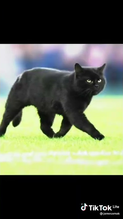 kucing bisa main bola hah