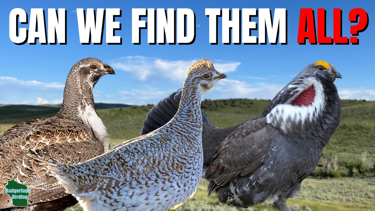 Tracking Down 3 of Colorado's Most Iconic Grouse!