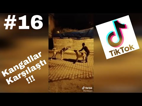 Tik Tok En Efsane Köpek Videoları#16#(Kangallar Karşılaştı)
