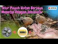 Anak Puyuh Hutan Liar Berjaya Menetas Menggunakan Inkubator