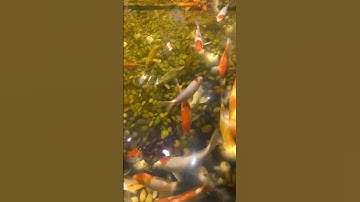 Bạn cá vàng bơi