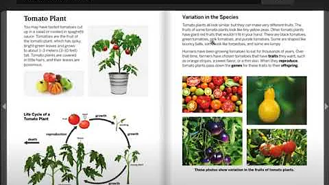 Tomato Plant: Handbook of Traits