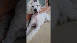 Grooming EuJin takes few days. Komondor grooming.  #komondor #dreadlocks