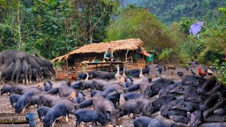 The journey of taking care of piglets, pigs sleeping and waiting for their mother to eat