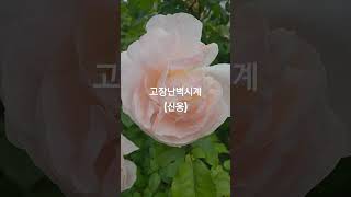 #고장난벽시계 #신웅 #트롯트왕 #10대가수