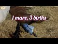 1 mare 3 births  arabian horse giving birth compilation