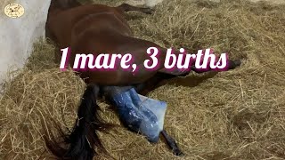 1 mare 3 births | Arabian horse giving birth compilation
