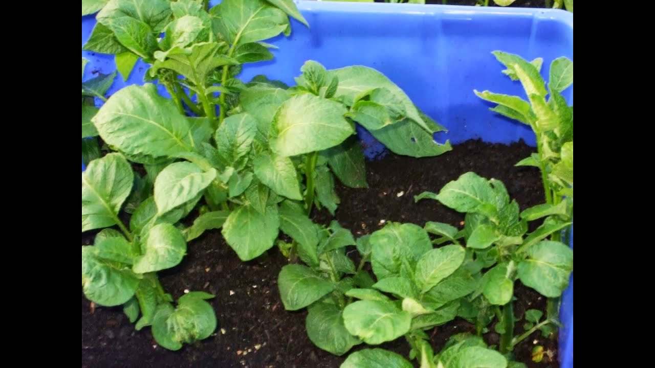 Potatoes growing in layers in containers