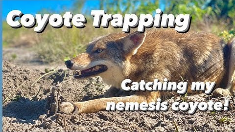 Coyote Trapping - Catching My Nemesis Coyote!!