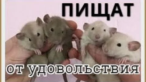 Крысы пищат от удовольствия 🙃🐀🙃  Звук голодных крыс  Писк крысы