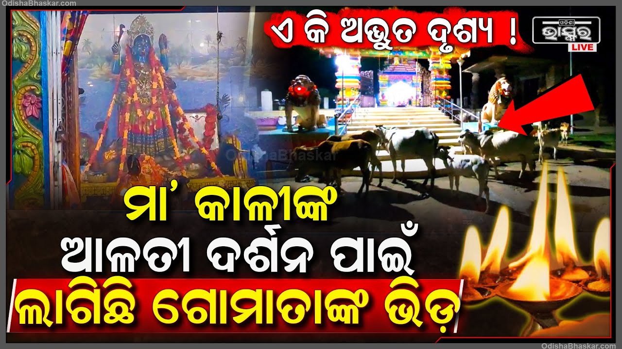ମା'ଙ୍କ ସନ୍ଧ୍ୟା ଆଳତି ଦର୍ଶନ ପାଇଁ ପ୍ରତିଦିନ ଛୁଟୁଛି ଗୋମାତାଙ୍କ ଭିଡ଼,ଘଣ୍ଟା ଘଣ୍ଟା ଧରି ଛିଡା ହୋଇ ଦେଖୁଛନ୍ତି ଆଳତି