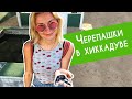 Шри-Ланка. Пробуем экзотические фрукты на диком пляже. Черепашья ферма в Хиккадуве